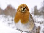 photoshop-burung-berkepala-anjing_20170618_211853.jpg