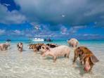 pig-island_20160907_190848.jpg