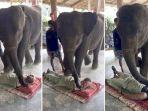 pijatan-gajah.jpg