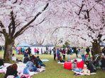 piknik-di-bawah-pohon-sakura.jpg