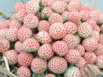 pineberry_20180825_083714.jpg