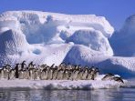 pinguin-di-kutub-selatan_20170719_151926.jpg
