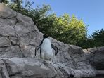 pinguin-plastik-di-exoticzoo_20181005_094530.jpg