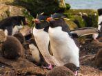 pinguin-rockhopper-di-pulau-stanley-dekat-ujung-selatan-amerika-selatan.jpg