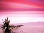 pink-beach_20170712_095303.jpg
