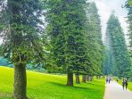 pinus-cook_20180224_194330.jpg