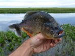 piranha_20171108_154738.jpg
