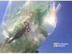 pisang_20170817_174410.jpg