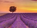 plateau-de-valensole_20170821_135158.jpg