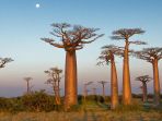 pohon-baobab-di-afrika_20180315_195201.jpg