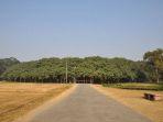 pohon-beringin-terbesar-di-dunia.jpg