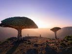 pohon-darah-naga-cuma-dapat-ditemukan-di-pulau-socotra-mereka.jpg