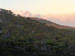 pohon-darah-naga-hanya-dapat-ditemukan-di-pulau-socotra.jpg