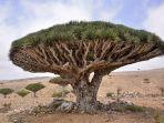 pohon-darah-naga-pulau-socotra.jpg