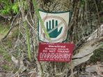 pohon-manchineel_20180116_135115.jpg