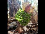 pohon-pisang-unik-di-desa-koto-majidin-hilir-kabupaten-kerinci-jambi.jpg