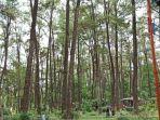 pohon-pohon-pinus-yang-ada-di-twa-punti-kayu-satu-tempat-wisata-hits-di-palembang.jpg