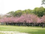 pohon-sakura_20170818_124034.jpg