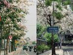 pohon-tabebuya-di-surabaya.jpg