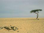 pohon-tenere.jpg