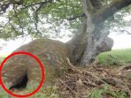 pohon-tua-di-dalam-hutan_20170622_144557.jpg
