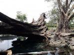 pohon-tua-yang-tumbang-di-umbul-manten.jpg