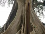 pohon-tua_20161219_181703.jpg