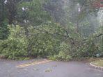 pohon-tumbang.jpg