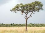 pohon_20170714_203211.jpg