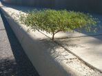 pohon_20170812_152426.jpg