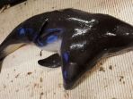 porpoise-berkepala-dua_20170616_143502.jpg