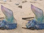 portuguese-man-of-war_20171011_120422.jpg