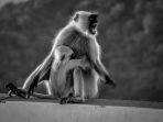 potret-monyet-di-india.jpg