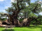 potret-pohon-baobab-pohon-terbesar-di-dunia.jpg
