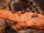 potret-semut-honeypot-satu-satunya-semut-yang-dapat-menghasilkan-madu.jpg
