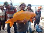 potret-tertangkapnya-ikan-mas-raksasa-di-danau-toba.jpg