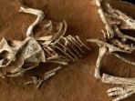 protoceratops-andrewsi_20170328_213722.jpg