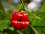 psychotria-elata_20161216_231310.jpg