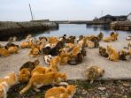 pulau-aoshima_20170418_185741.jpg