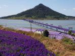 Pulau Banwol, Destinasi Wisata Serba Ungu yang Eksotis dan Instagramable di Korea Selatan