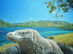 pulau-komodo_20160829_195939.jpg