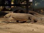 pulau-komodo_20160904_090539.jpg