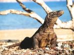 pulau-komodo_20161011_205232.jpg