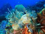 pulau-komodo_20161029_201049.jpg