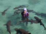 pulau-menjangan-besar_20161201_164501.jpg