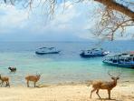 pulau-menjangan_20161107_152027.jpg