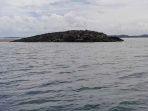 pulau-muncul-di-tanimbar-pascagempa-maluku.jpg