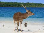 pulau-peucang-taman-nasional-ujung-kulon-banten_20160828_141106.jpg