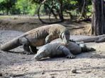 pulau-rinca-di-taman-nasional-komodo.jpg