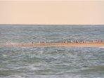 pulau-shelly-di-ujung-cape-point-di-buxton-north-california.jpg